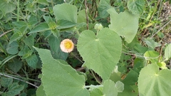Callianthe pauciflora