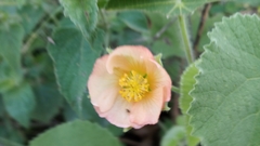 Callianthe pauciflora