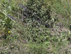 Delphinium andesicola