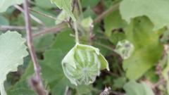 Callianthe pauciflora
