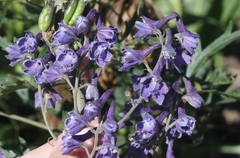 Delphinium andesicola