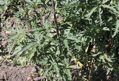 Delphinium andesicola