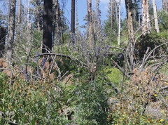 Delphinium andesicola