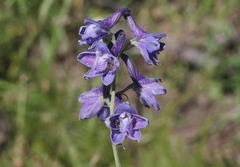 Delphinium andesicola