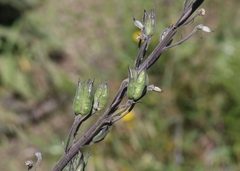 Delphinium andesicola