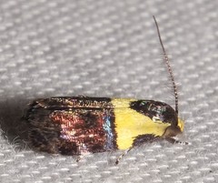 Rectiostoma xanthobasis