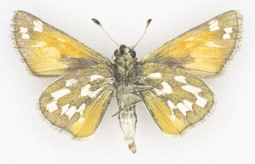 Nevada Skipper photo 2