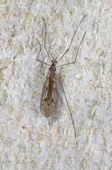 Trichocera bimacula
