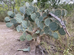 Opuntia alta