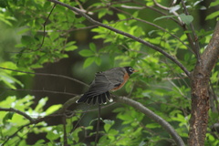 Turdus migratorius
