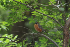 Turdus migratorius