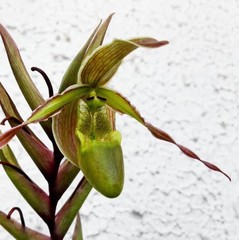 Phragmipedium