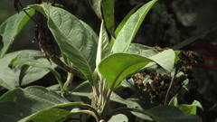 Verbesina crassiramea