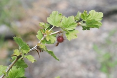 Ribes pinetorum