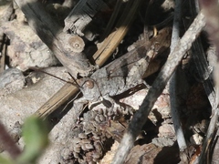 Trimerotropis modesta