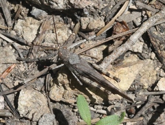 Trimerotropis modesta