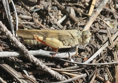 Trimerotropis modesta