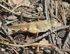 Trimerotropis modesta