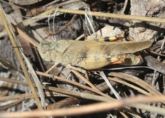 Trimerotropis modesta