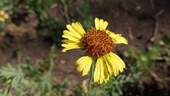 Gaillardia megapotamica