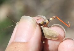 Trimerotropis modesta