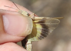 Trimerotropis modesta