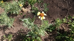 Gaillardia megapotamica
