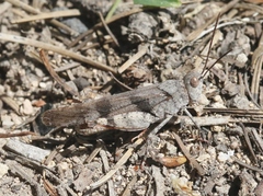 Trimerotropis modesta