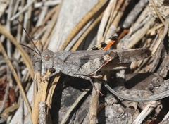 Trimerotropis modesta