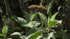 Verbesina crassiramea