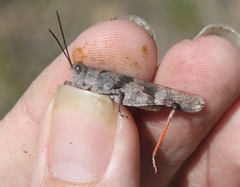 Trimerotropis modesta