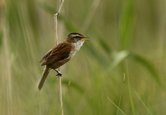 Acrocephalus melanopogon