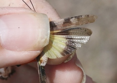 Trimerotropis modesta