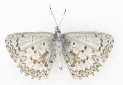 Celastrina lucia lumarco