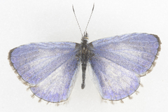 Celastrina lucia lumarco