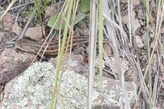 Sceloporus slevini