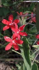 Oxypetalum coccineum