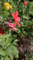 Oxypetalum coccineum
