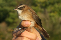 Acrocephalus melanopogon