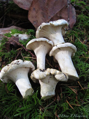 Cantharellus subalbidus image