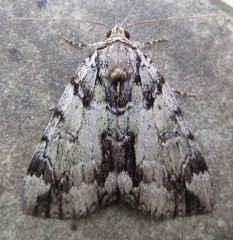 Catocala praeclara