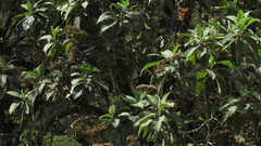 Verbesina crassiramea