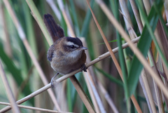 Acrocephalus melanopogon
