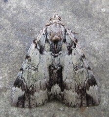 Catocala praeclara