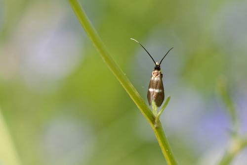 Cauchas fibulella