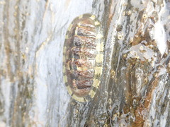 Chiton marmoratus