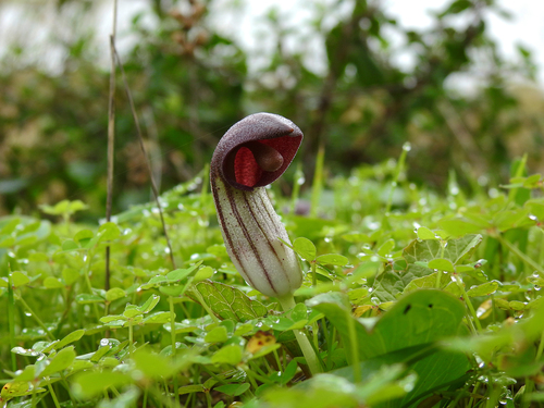 Arisarum simorrhinum