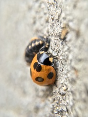 Coccinella septempunctata