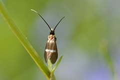 Cauchas fibulella