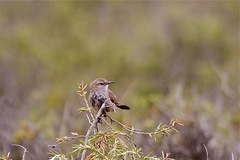 Ochetorhynchus phoenicurus